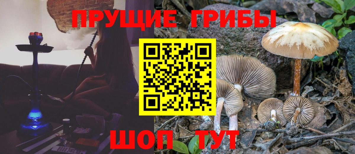 Псилоцибиновые грибы Cubensis Алейск